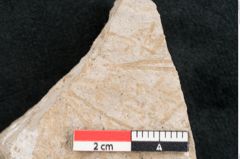 Foto (Detailansicht) von Chara meriani Braun (NHMW-GEO-2024-0188-11473)